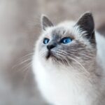 Foto: Mikhail Vasilyev / Unsplash