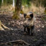 Foto: Patrick Pahlke, Unsplash